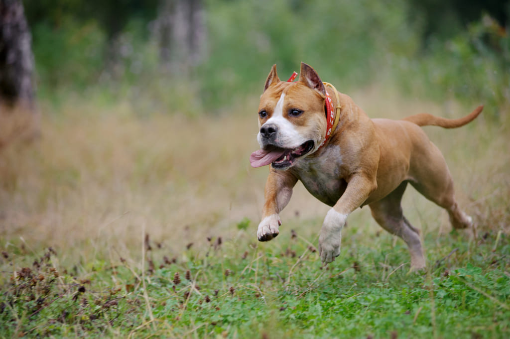 American Staffordshire Terrier Running in Forest