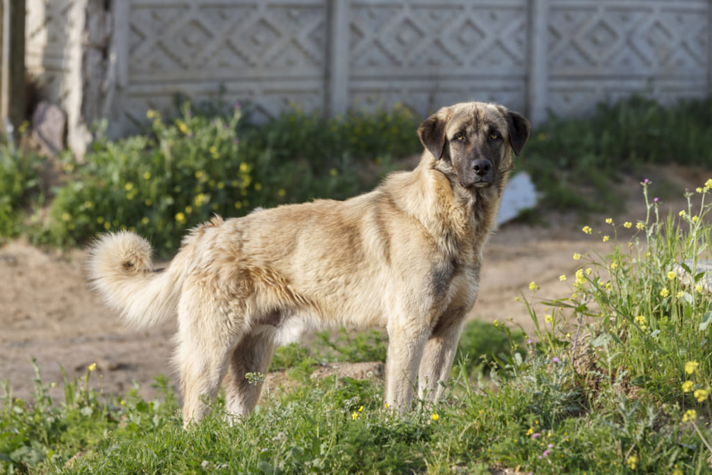 Anatolian Shepherd Dog in Green Field