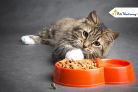 Best Cat Dry Food