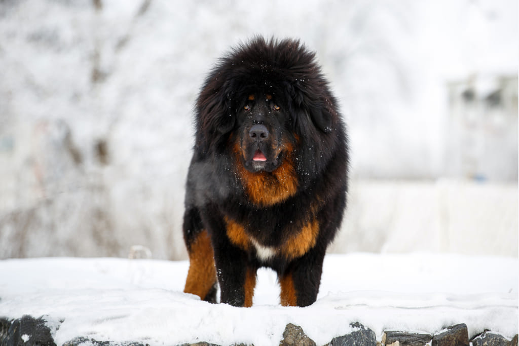 Black Tibetan Mastiff in Snow