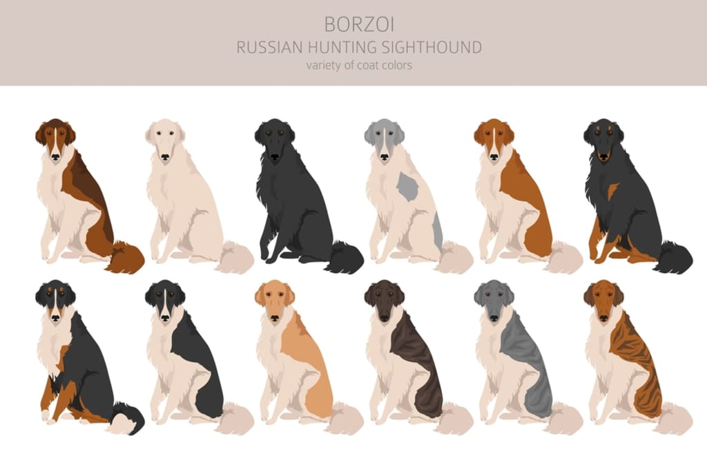 Borzoi Dog Coat and Colors