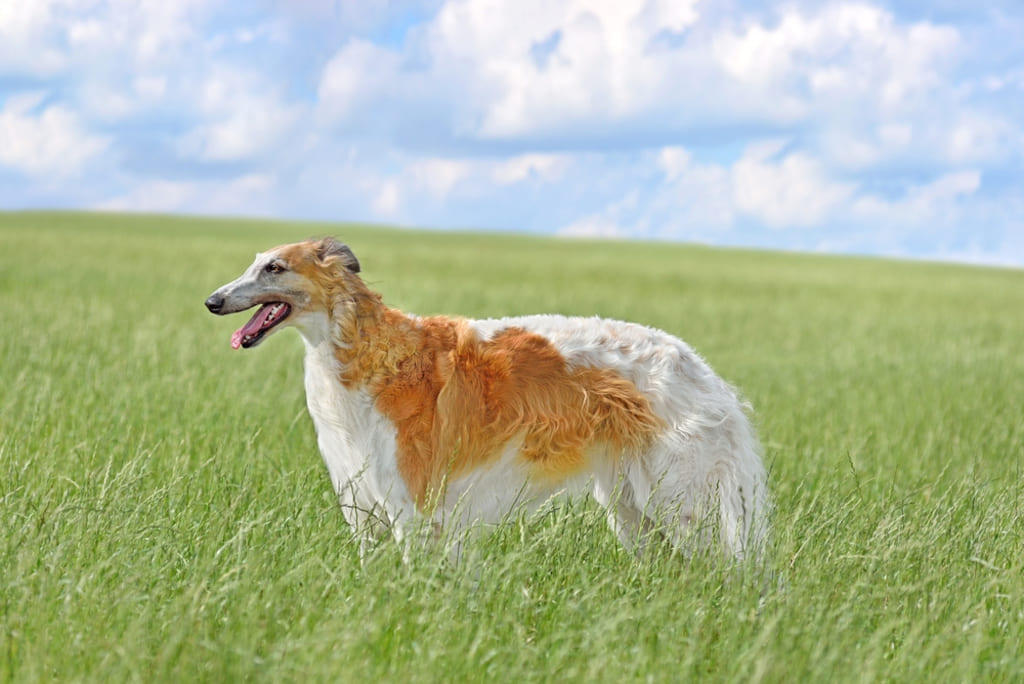 Borzoi Dog in Green Field