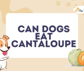 Can Dogs Eat Cantaloupe