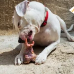 Can Dogs Eat Ham Bones