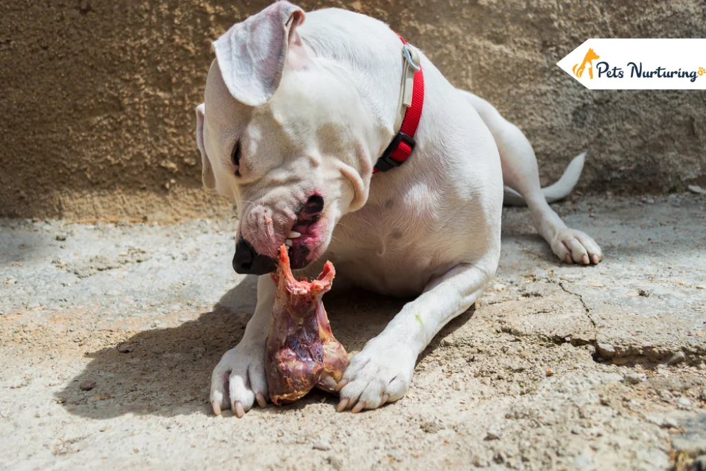 Can Dogs Eat Ham Bones