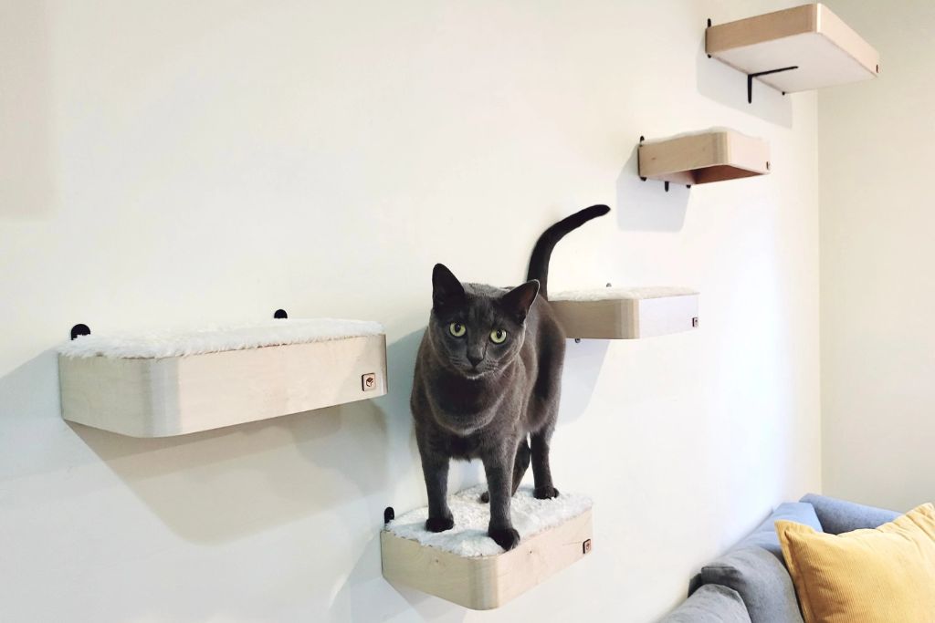Cats Wall Mounted Shelves