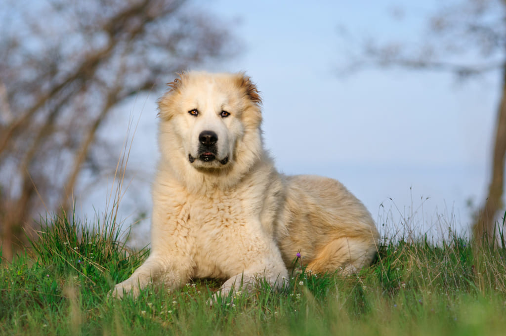 Central Asian Shepherd Dog Sitting on Grass