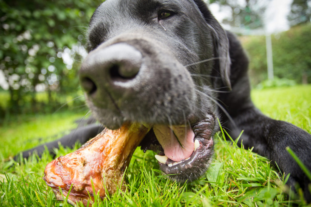 Dog sitting on grass and eating bones