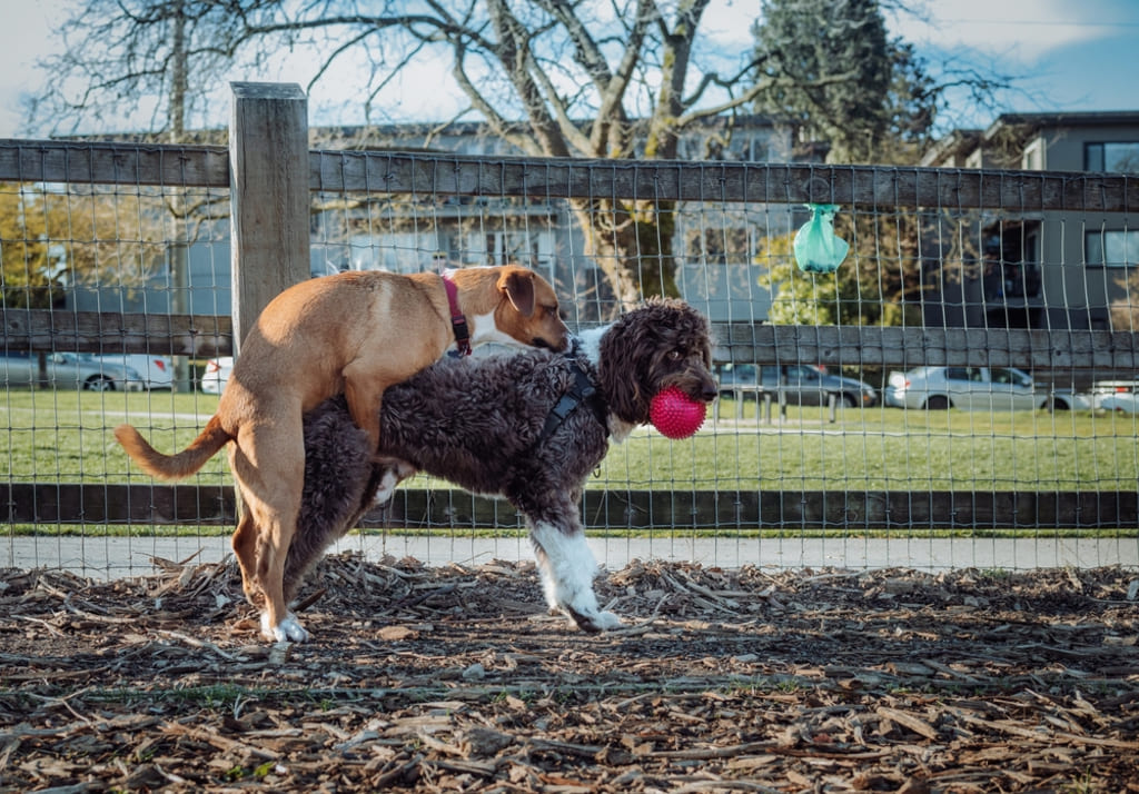 Female Dog Humping Male Dog