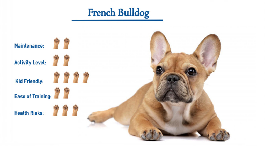 French Bulldog Characteristics and Temperament