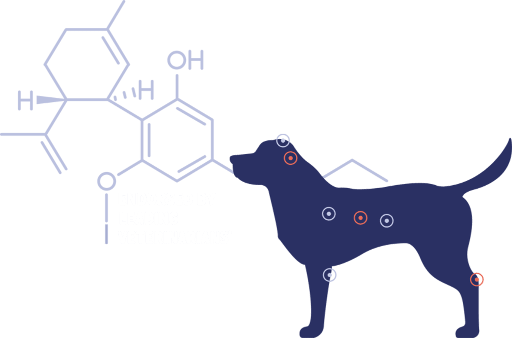 How Metronidazole Works In Dogs