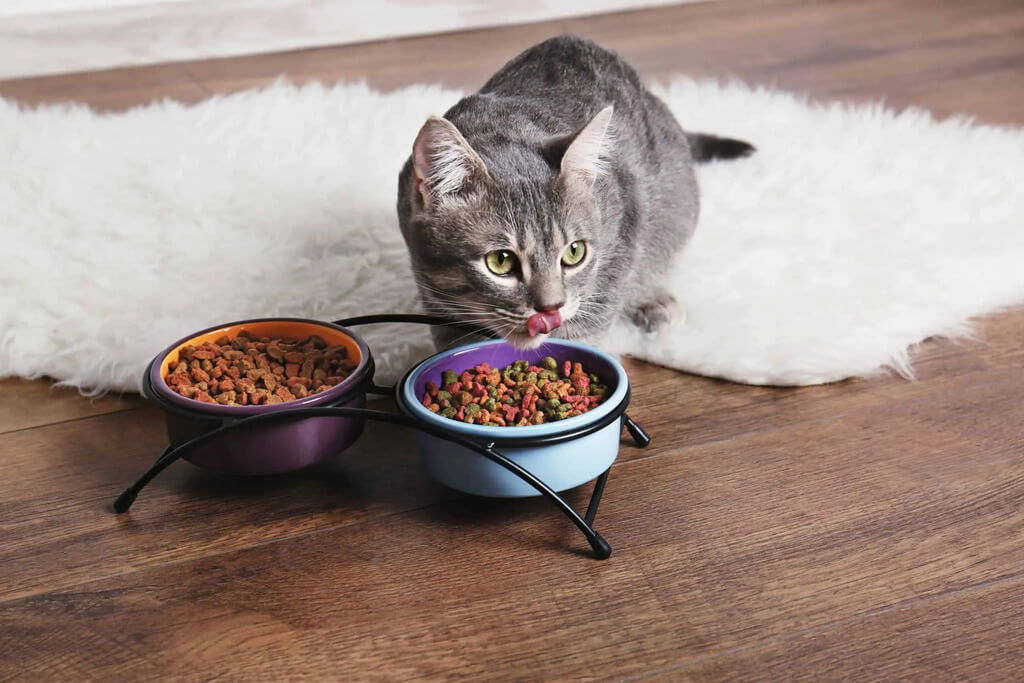 Identifying Quality Kitten Food