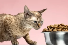 Kitten Nutrition