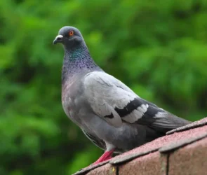 Methods to Control Pigeon Population