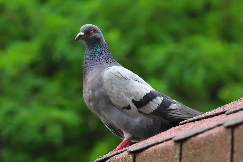 Methods to Control Pigeon Population