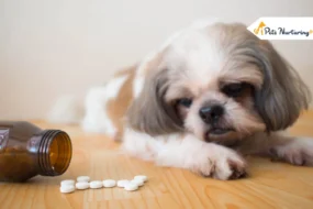 Metronidazole For Dogs