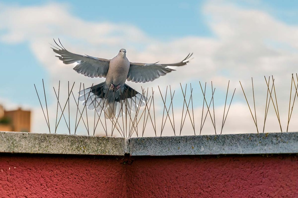 Pigeon control in urban cities