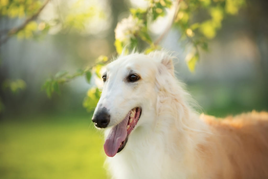 Portrait of Borzoi Dog Breed