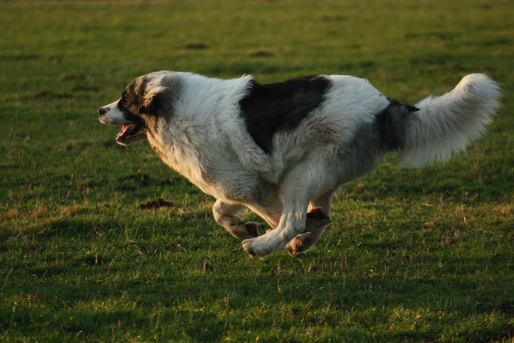 Pyrenean Mastiff Running on Field