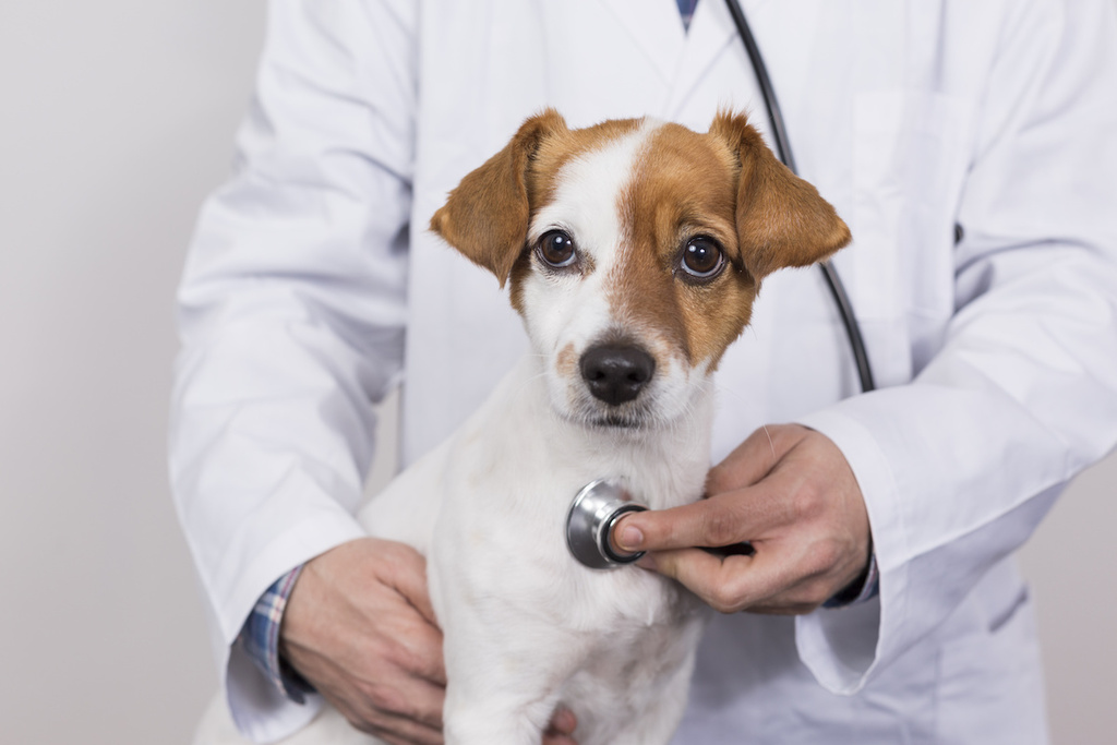 Regular vet checkups