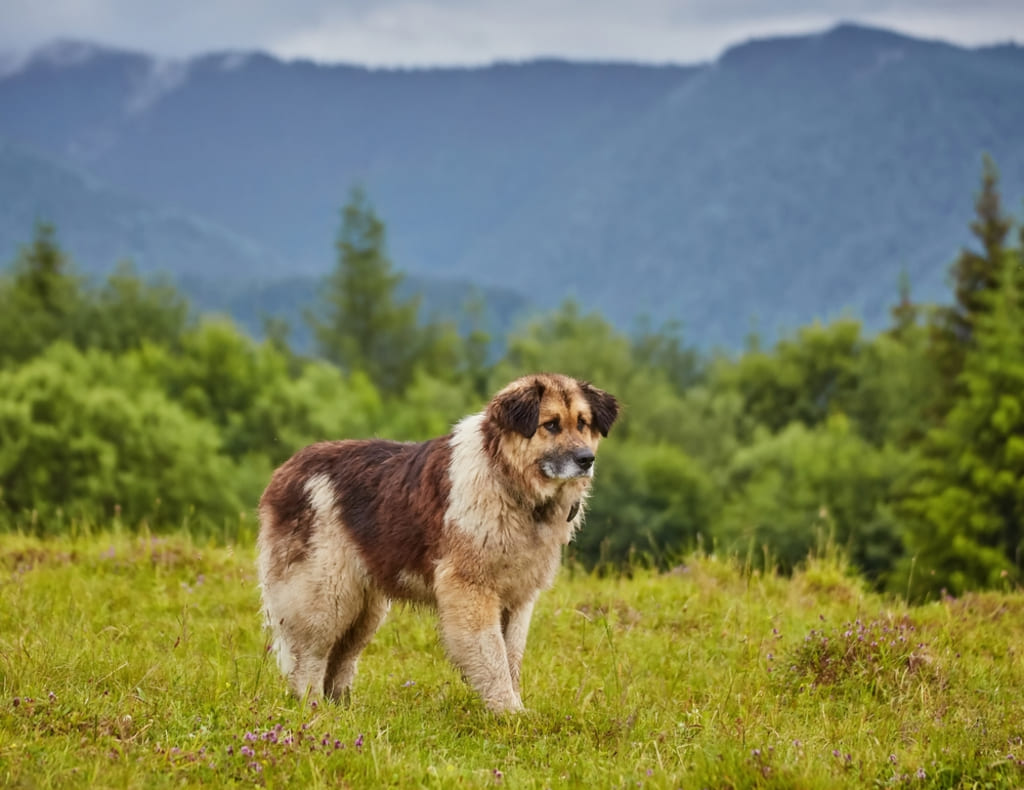 Romanian Carpathian Shepherd Standing on Green Field