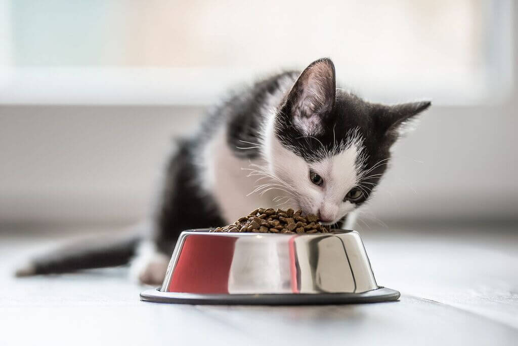 Special Diets for kitten