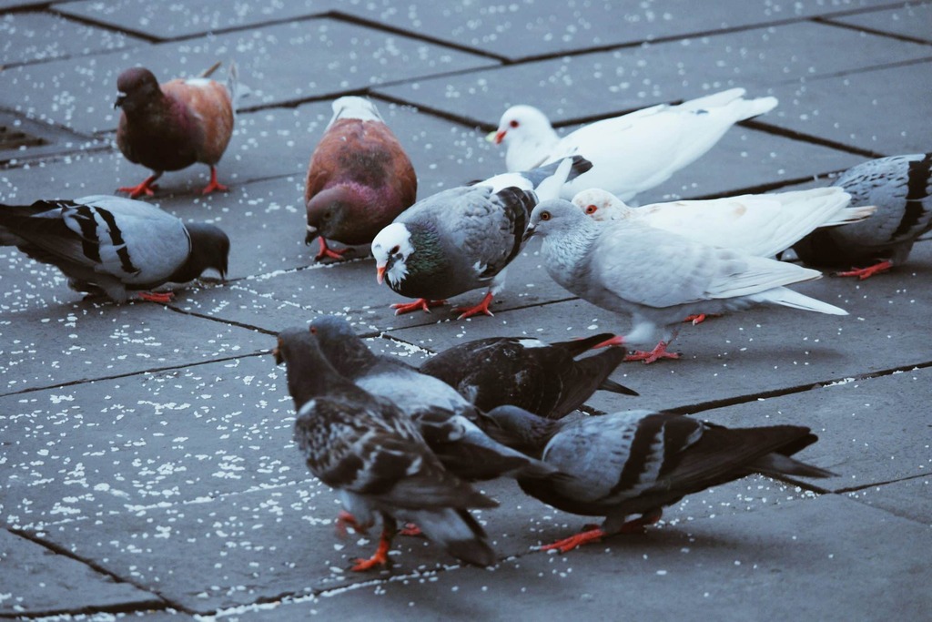 control pigeon population