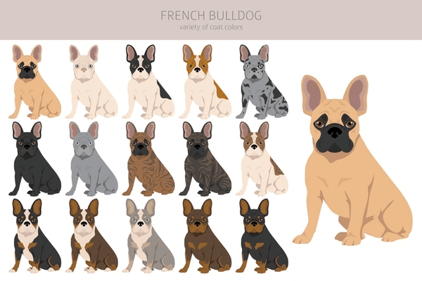 french bulldogs coat colors