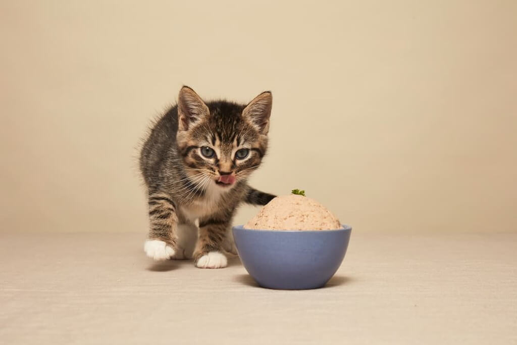 Balancing Kitten's Diet