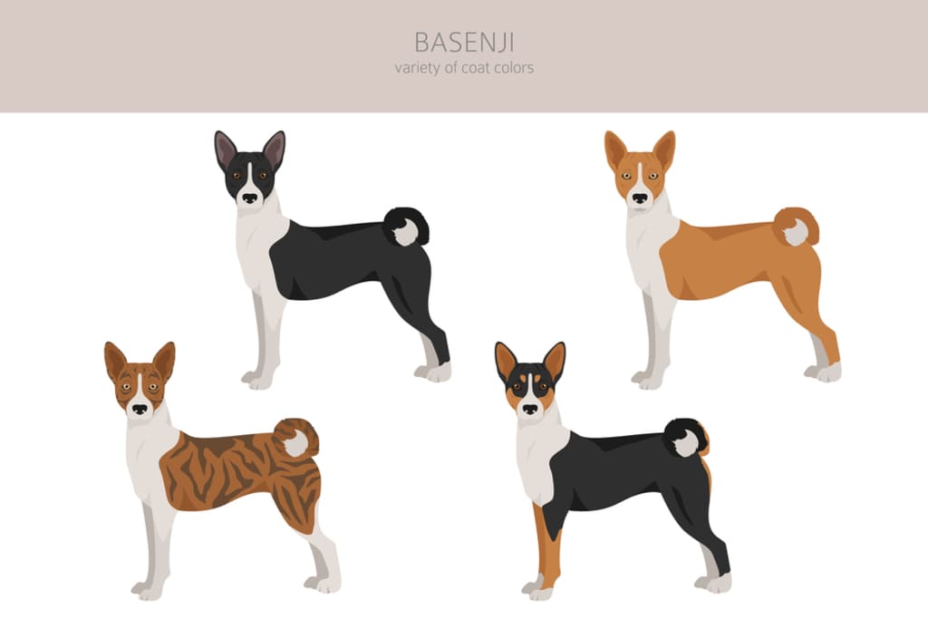 Baenji Dog Coat and Colors