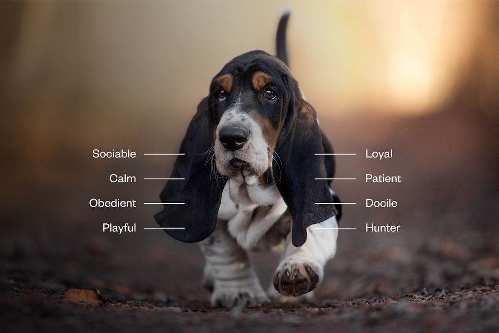 Basset Hound Dog Behavior and Training