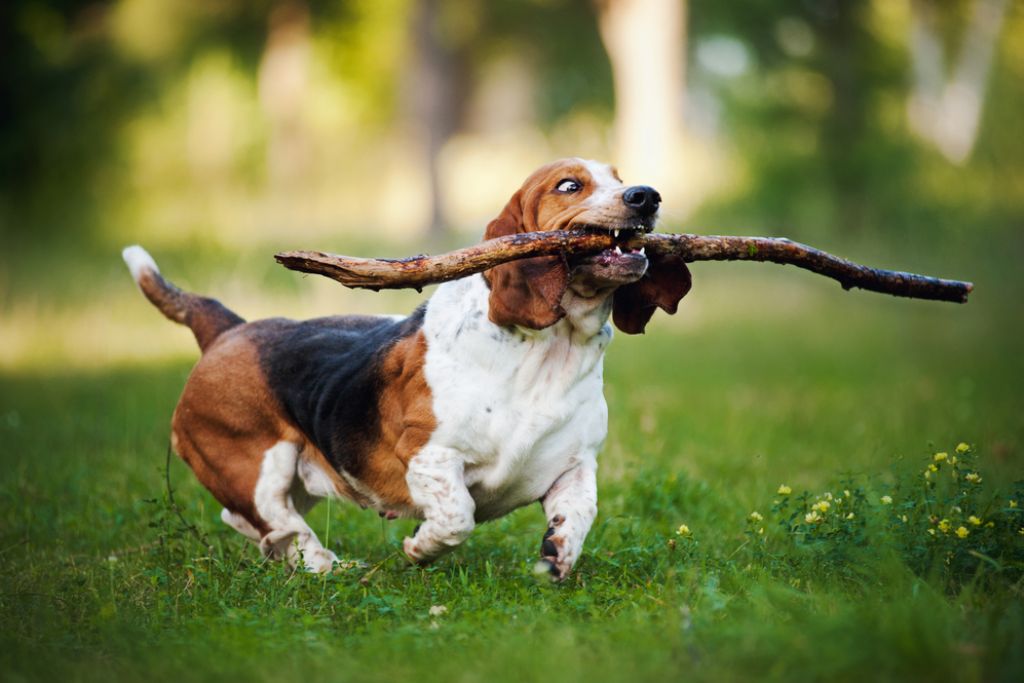 Basset Hound Dog Exercise Needs