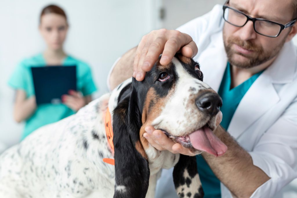Basset Hound Dog Health Problems