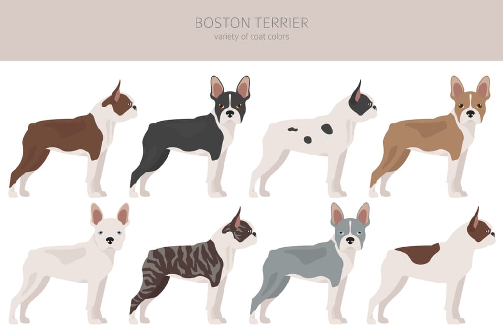 Boston Terrier Coat and Colors
