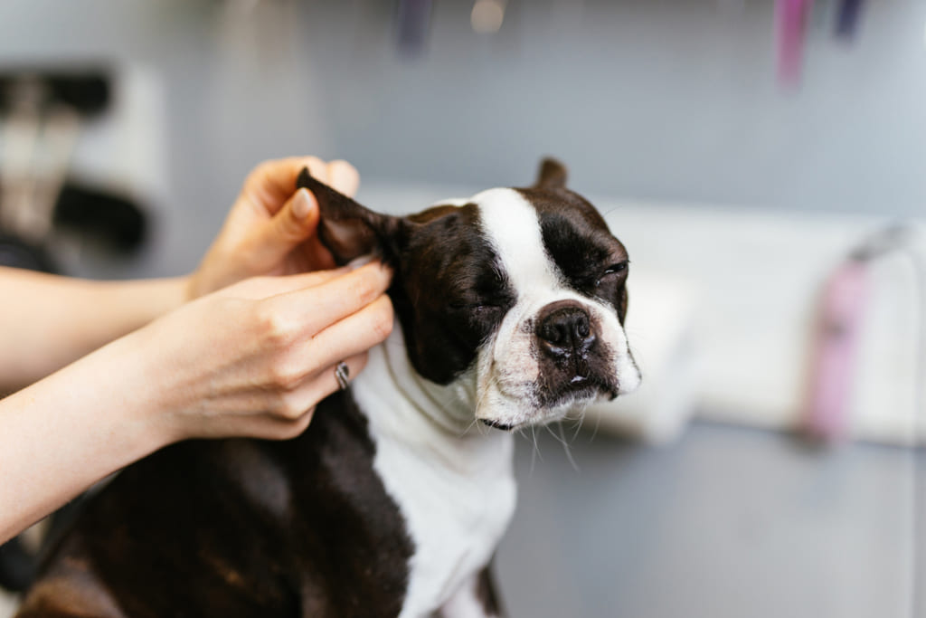 Boston Terrier Dog Grooming
