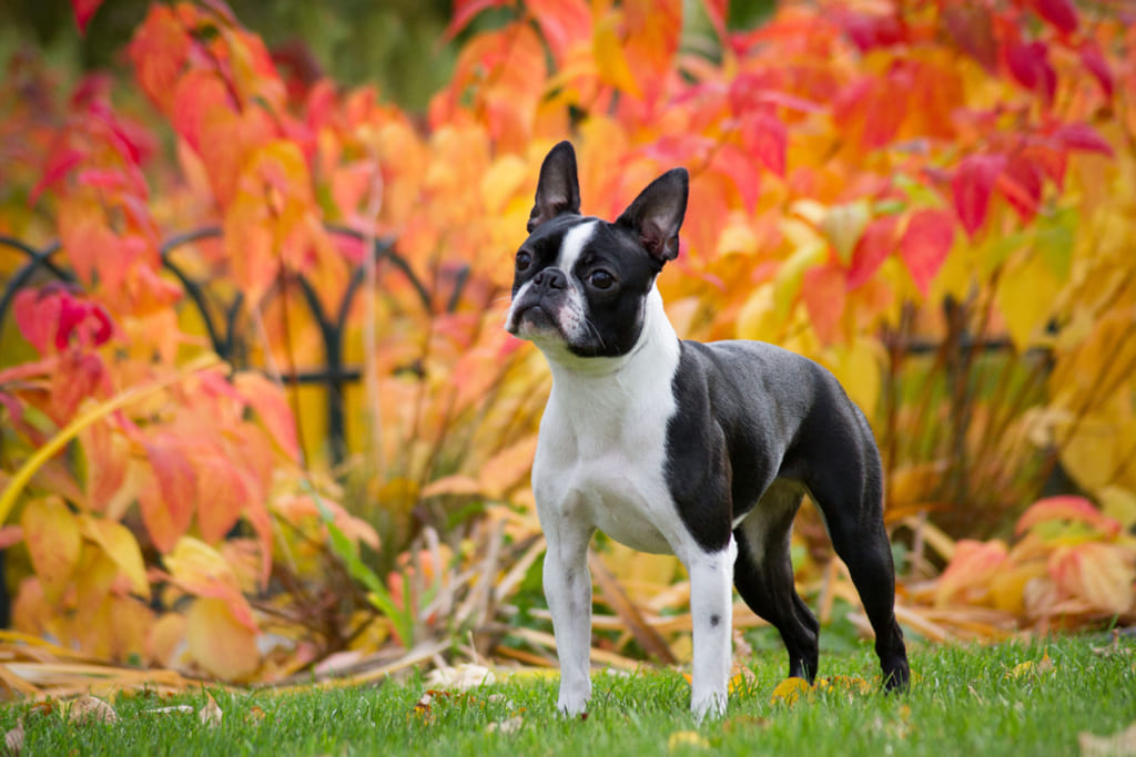 Boston Terrier Standing in Garden
