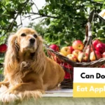 Can Dogs Eat Apple