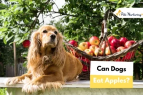 Can Dogs Eat Apple