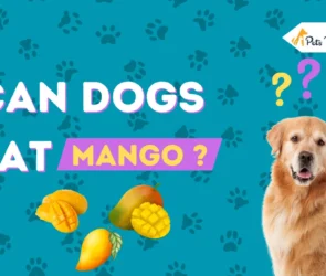Can Dogs eat Mango