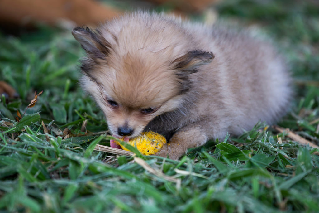 Cute Puppy eating mango