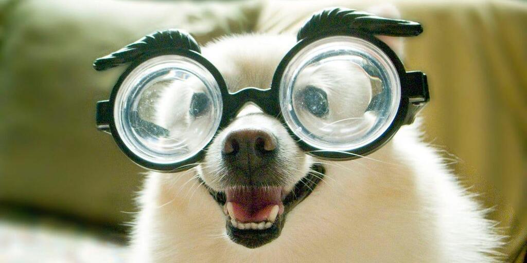 Dog Wearing Huge Goggles
