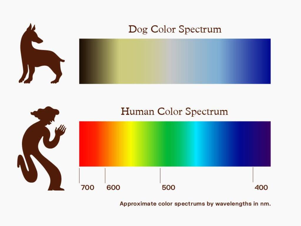 Dog and Human Color Spectrum