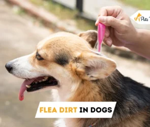 Flea Dirt in Dogs