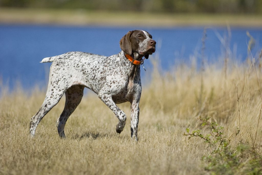 German Shorthaired Pointer Appearance