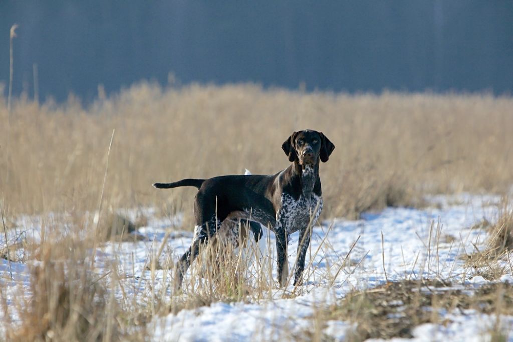 German Shorthaired Pointer Characteristics and Temperament 
