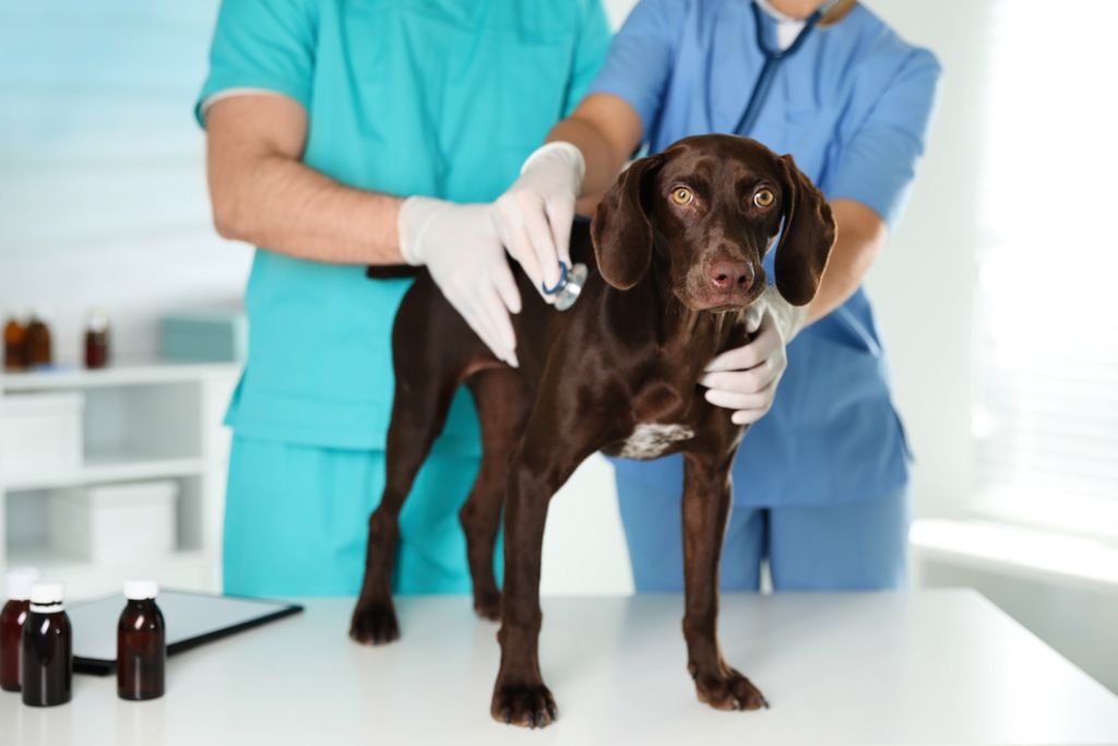 German Shorthaired Pointer Common Health Problems