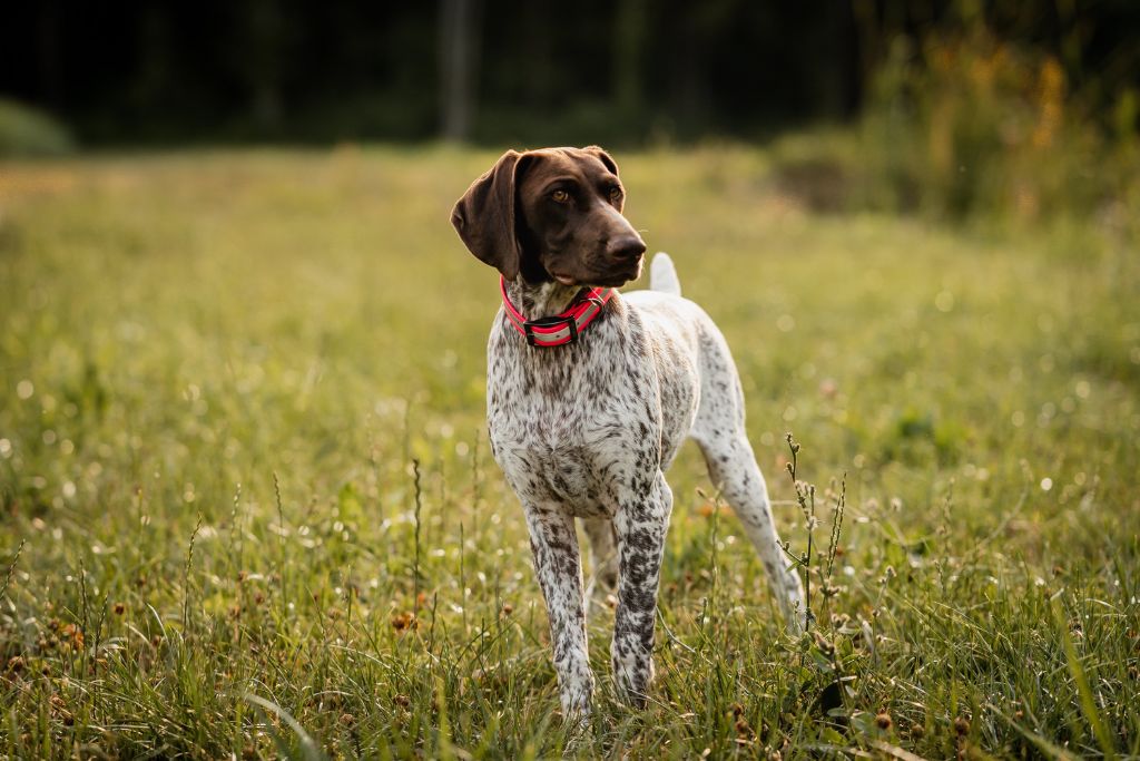German Shorthaired Pointer Dog Breed Overview