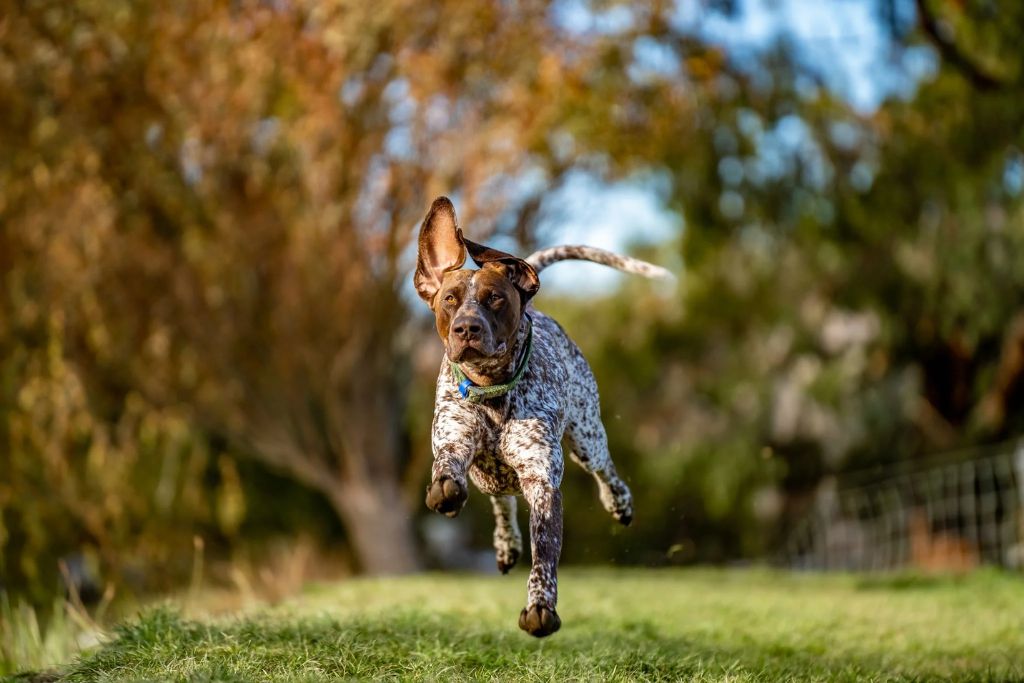 German Shorthaired Pointer Exercise and Training
