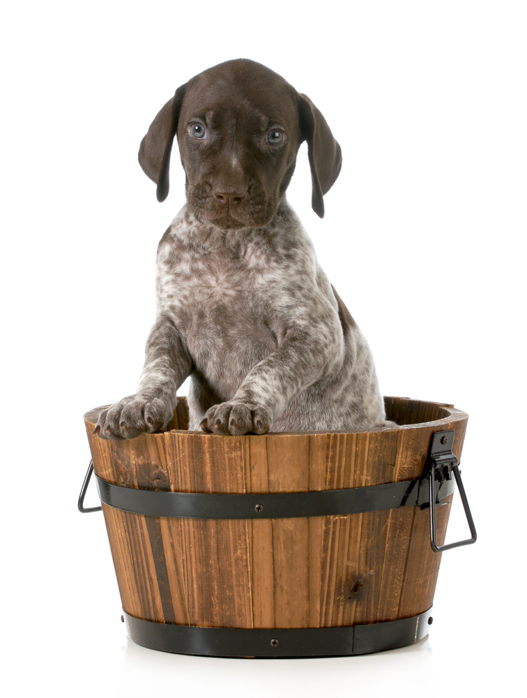 German Shorthaired Pointer Grooming Needs