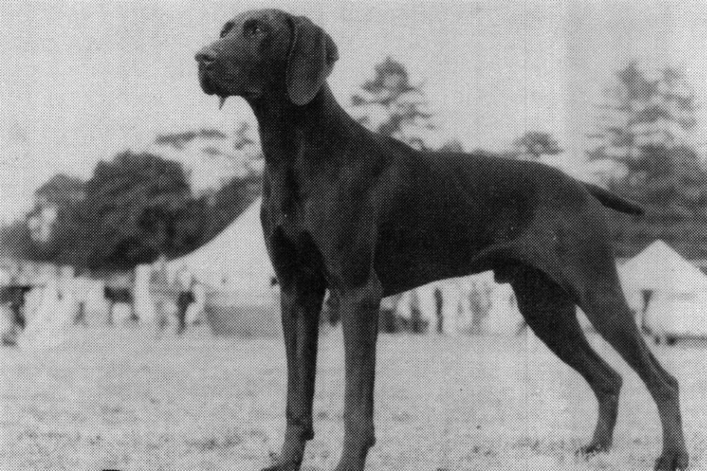 German Shorthaired Pointer History